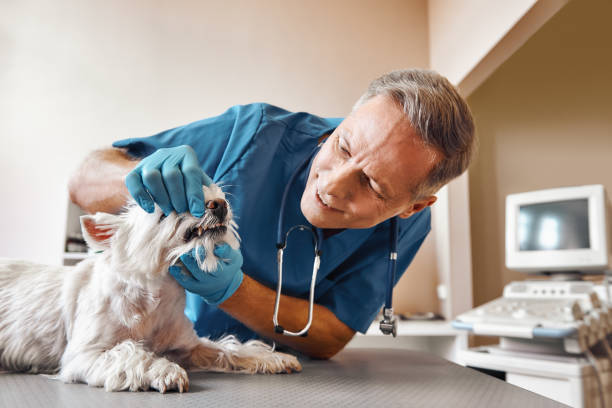 Best Same-Day Emergency Dental Services in East Oakdale, CA